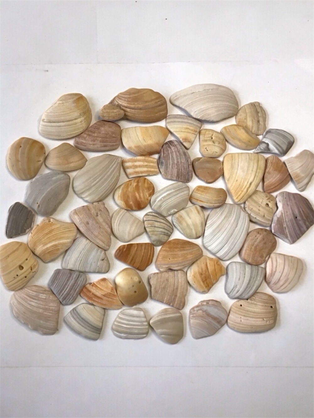 Seashell Fragments 50 Natural Clam Shell Pieces 1-5/8 - 3-1/2” Art Crafts Decor